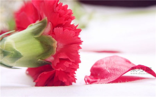 The flower language and symbolic meaning of red carnations. What color carnations are best to give on Mother’s Day?