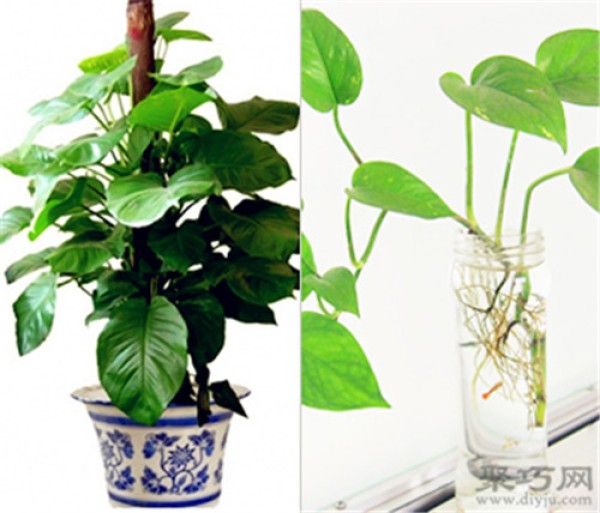 What is the difference between large-leaf pothos and small-leaf pothos?