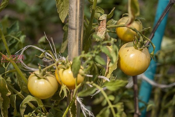 Illustrated tutorial on growing tomatoes How to grow tomatoes