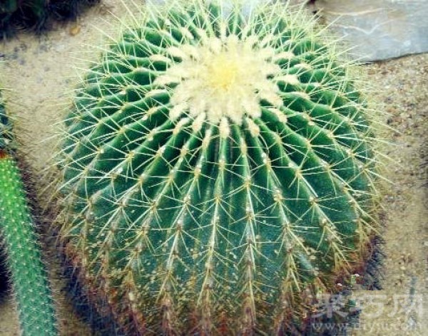 Can cactus be grown in water? How to grow hydroponic cactus