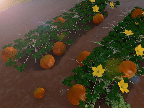 How to Grow Giant Pumpkins How to Grow Giant Pumpkins