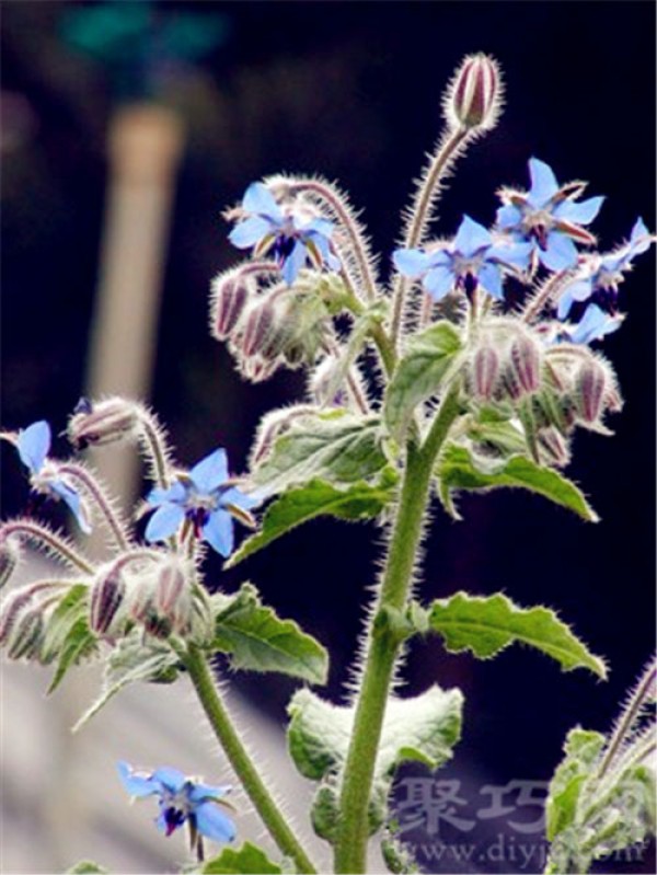 Birthday flower for April 14th: Borage Borage flower language