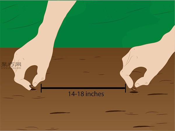 Ginseng Planting Technology How to Plant Ginseng Artificially