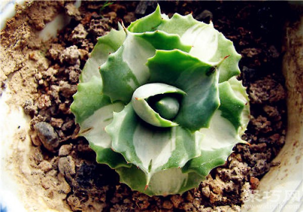 How to breed and propagate the succulent plant Thor