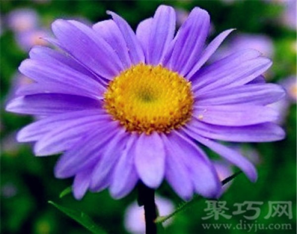 Birthday flower for September 27: Aster flower. The flower language of aster flower.