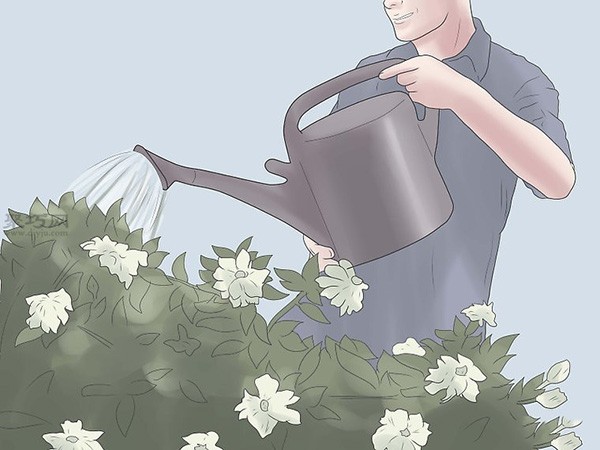 Illustrated Tutorial on Planting Gardenias How to Plant Gardenias