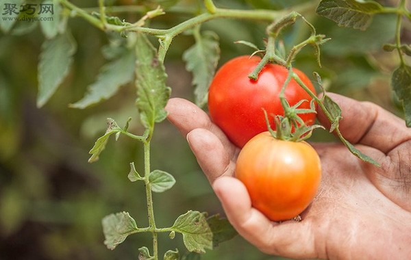 How to pick tomatoes What you must pay attention to when picking tomatoes