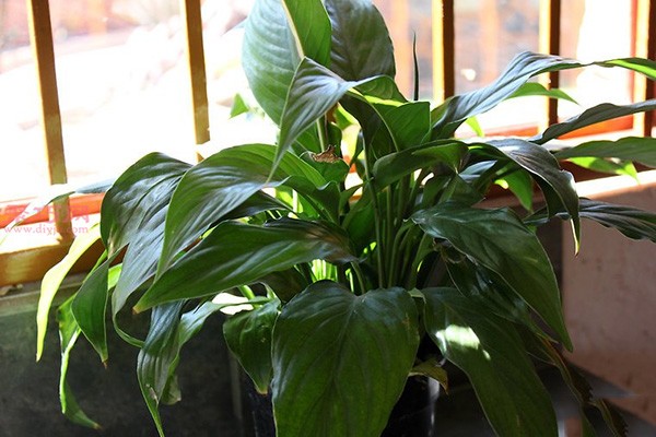 Daily cultivation methods of indoor plants and how to care for indoor potted plants