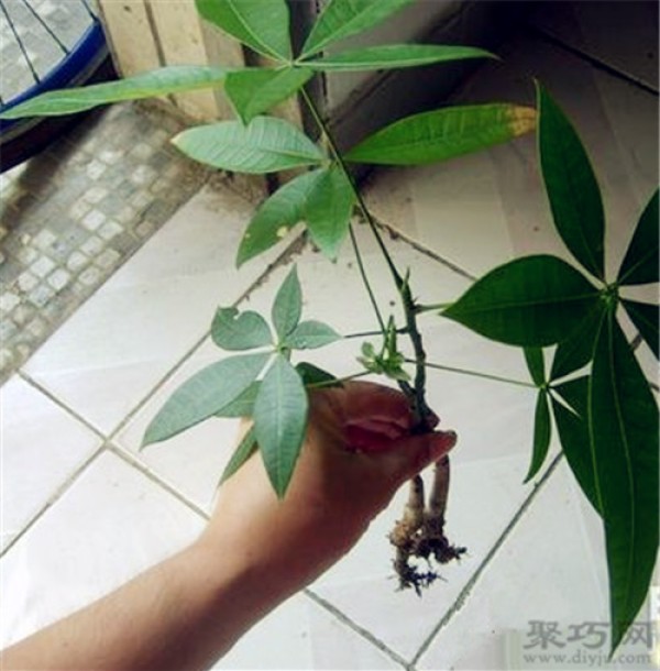 How to propagate and cultivate money tree