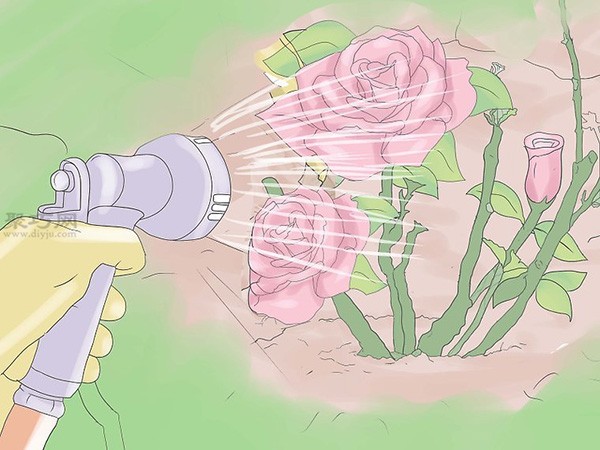 Growing roses tutorial How to grow roses