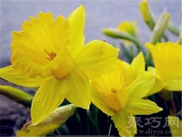 Birthday flower for September 30: Daffodil Daffodil flower language