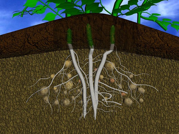 Illustrated Tutorial on Growing Potatoes How to Grow Potatoes