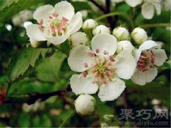 Birthday flower for December 3rd: Hawthorn flower, flower language of hawthorn flower