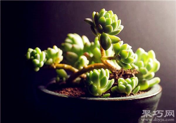 Cultivation methods and propagation methods of the succulent plant Ningzhilian