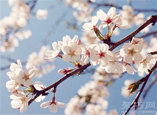 Birthday flower for February 23rd: Apricot tree Apricot tree flower language