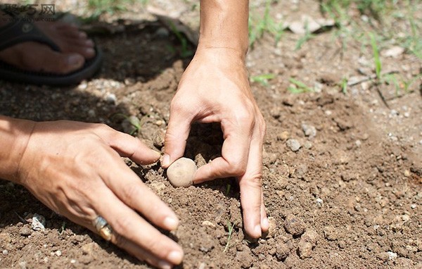 How to grow potatoes at home Potato cultivation techniques