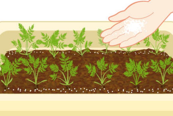 Key points for growing carrots Precautions for fertilization when cultivating carrots