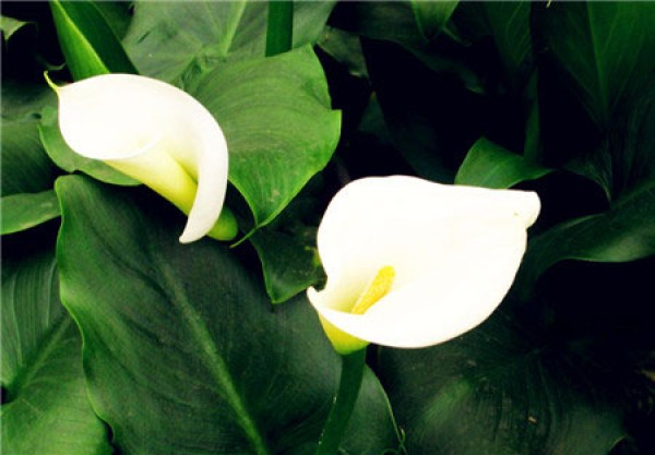 A complete collection of calla lilies in various colors. White calla lilies.