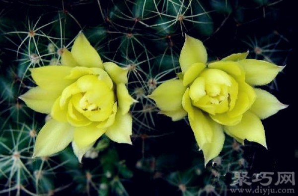 Cactus cultivation methods and precautions