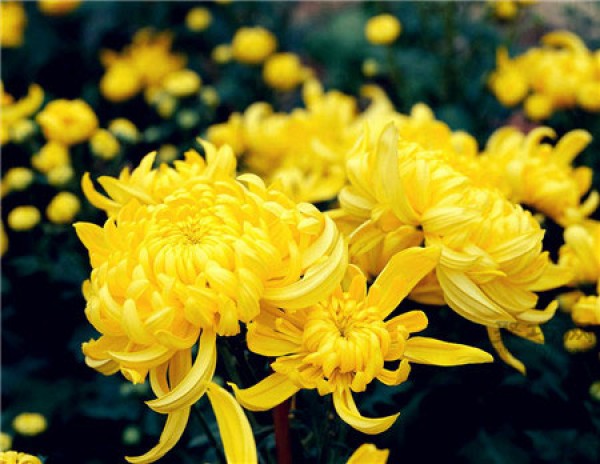 What is the flower language of chrysanthemums? What does it mean to send chrysanthemums?