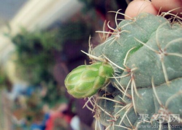 When does prickly pear bloom and what does prickly pear bloom mean?