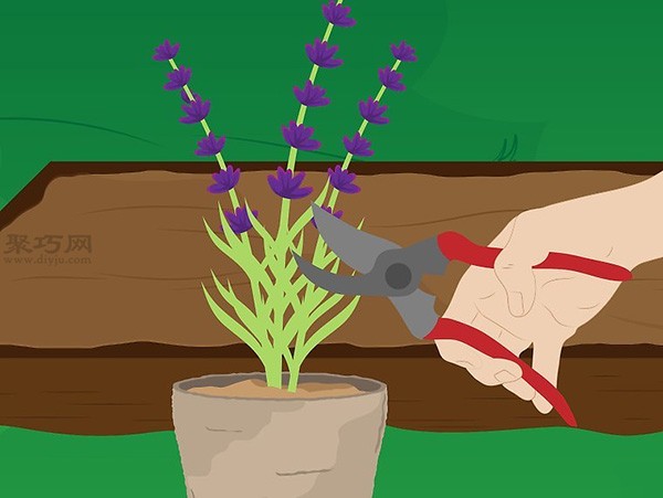 How to grow lavender Learn the steps of growing lavender together