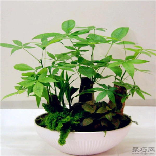 How to fertilize a money tree? What is the best fertilizer to fertilize a money tree?