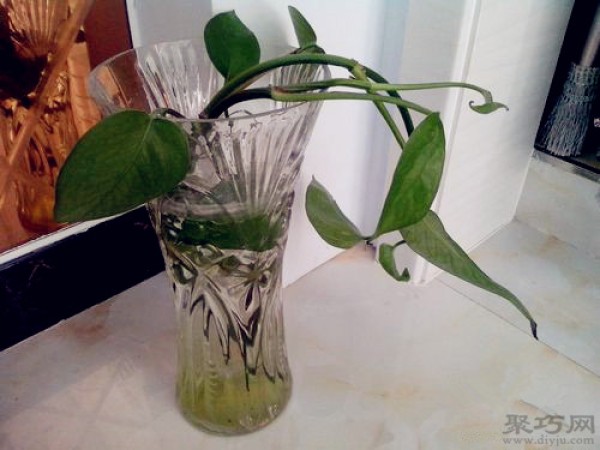 Can pothos grown in water be transformed into soil culture? Green radish transplantation method