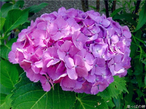 What is the nickname and flower language of hydrangeas? Hydrangea pictures