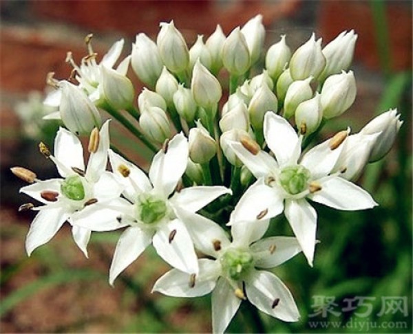 Birthday flower for March 1st: Chive flower Flower language of chive flower