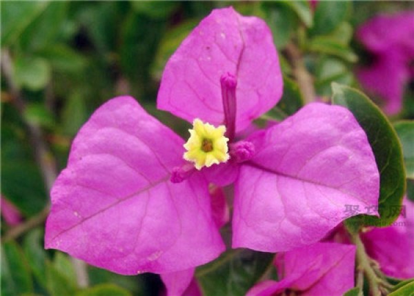 Bougainvillea pictures What is the language of bougainvillea flowers?