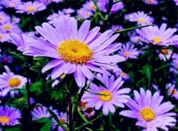 Birthday flower for September 16th: Aster Aster flower language