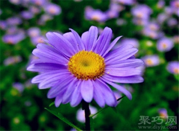 Birthday flower for October 27: Aster flower. The flower language of aster flower.