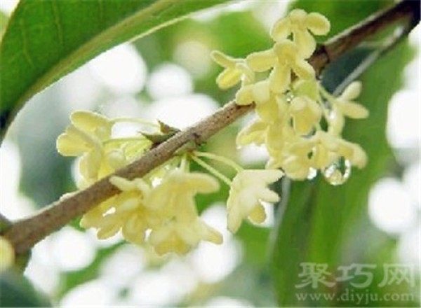 January 9th birthday flower: laurel flower laurel flower language