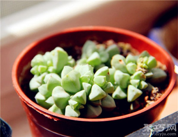 How to grow the succulent plant White Phoenix. How to propagate White Phoenix.