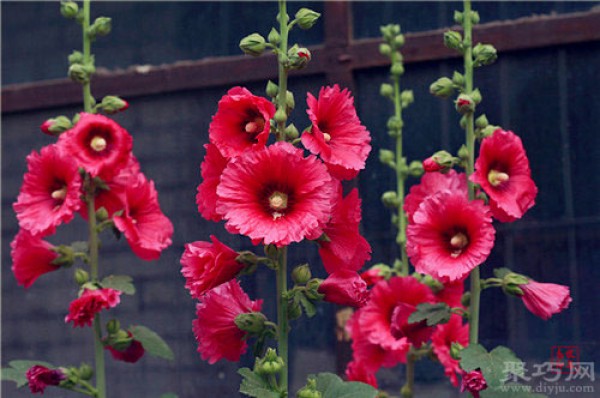 Birthday flower for August 3rd: Hollyhock Flower Language of Hollyhocks