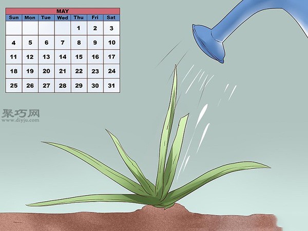 How to take care of aloe vera daily. Illustrated tutorial on growing aloe vera.