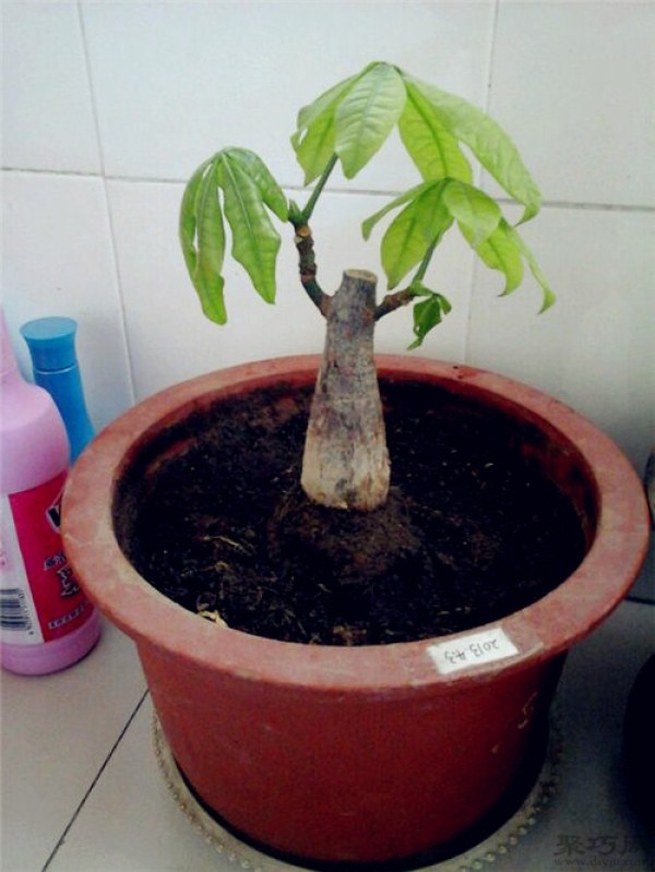 What kind of soil is good for cultivating money tree? How to use money tree nutrient solution?