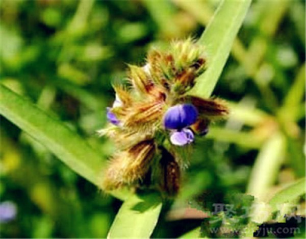 Birthday flower for January 31st: Ming in the Valley Ming in the Valley Flower Language