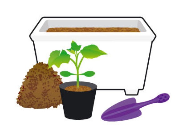 Things to note in the early stages of growing potted cucumber seedlings Methods for growing cucumber seedlings