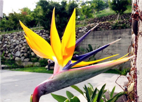 What is the language of bird of paradise flowers? How to grow bird of paradise flowers?