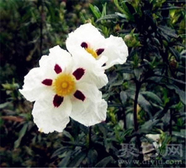 Birthday flower for May 30: Cistus Flower Language of Cistus