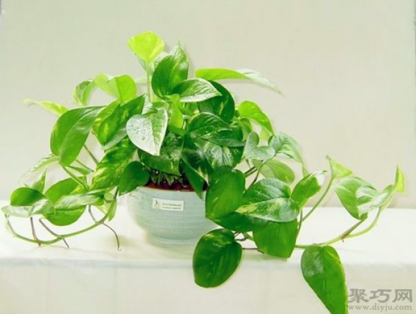 Can pothos absorb formaldehyde? How to use pothos to quickly remove formaldehyde from a new house