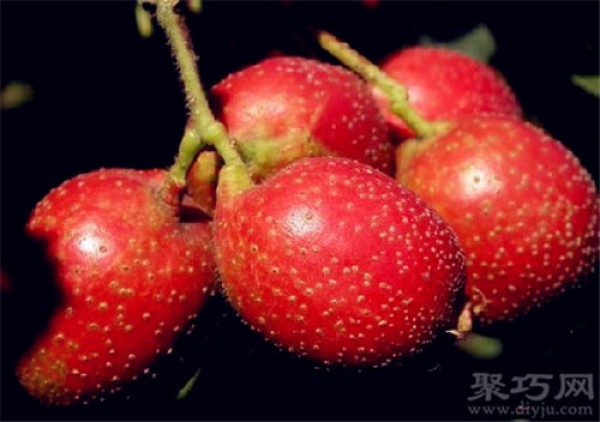 Birthday flower for May 5th: Hawthorn Fruit Flower Language of Hawthorn Fruit