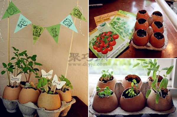 How to make a small balcony garden using egg shells