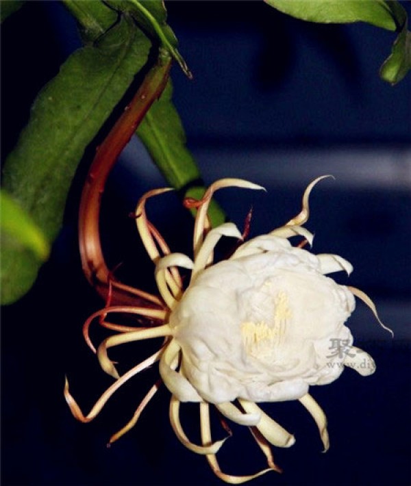 When does Epiphyllum bloom? What is the flower language of Epiphyllum?