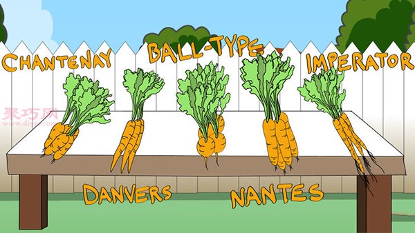 Growing Carrots Illustrated Tutorial How to Grow Carrots