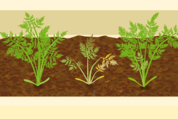 Tips for protecting carrots from diseases Techniques for growing vegetables on the balcony