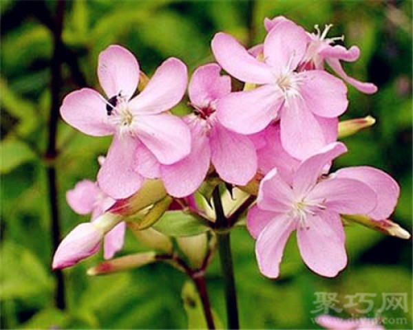 September 4th birthday flower: soap flower soap flower flower language