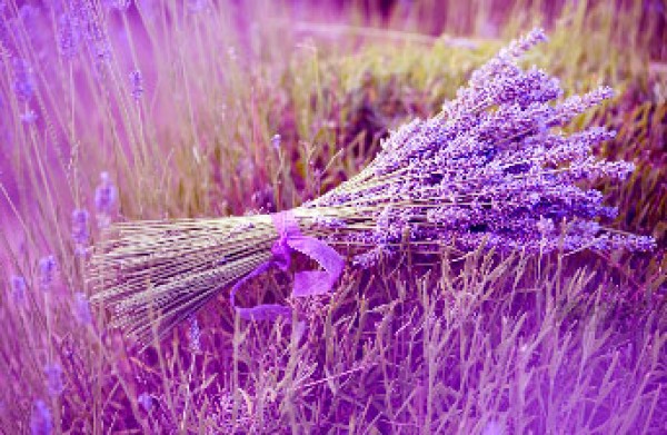 The legend of lavender flowers